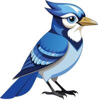 Elegant Blue Jay Available on EPS File vector