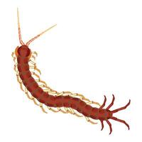 cienpies which is translated as Centipedes top view of a living centipede vector