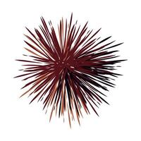 erizo de mar which is translated as Sea urchins Mediterranean sea urchin flat design illustration vector