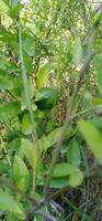 Lemon Plant with Lemons photo