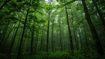 Misty Forest in Verdant Hues photo