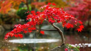 Red Maple Bonsai Tree in Autumn Landscape photo