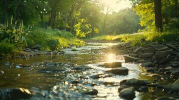 Sunlight Glimmering on a Forest Stream photo