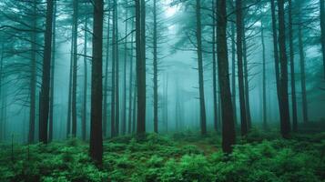Misty Forest with Tall Pine Trees photo