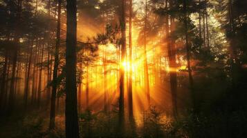 Golden Rays in a Misty Forest photo