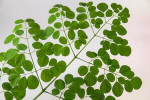 Moringa leaves isolated on a white background photo