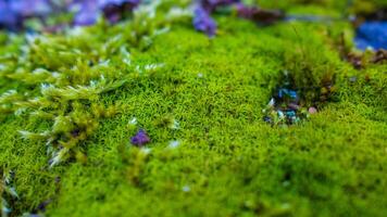 Macro view of diverse moss species creating miniature landscape, forest floor ecosystem photo
