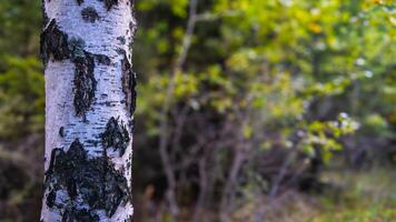 birch tree trunk with distinctive white bark, forest detail, natural texture pattern, woodland flora characteristic photo