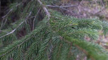 Closeup of pine tree branches with sharp needles, coniferous forest detail, evergreen foliage texture photo
