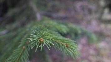Closeup of pine tree branches with sharp needles, coniferous forest detail, evergreen foliage texture photo