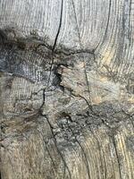 Textured close-up of weathered tree trunk showing natural patterns and age photo