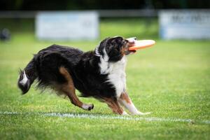 Disc dog jumping in the air photo