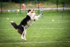 Disc dog jumping in the air photo