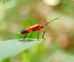 ladybug insect on plant stem photo