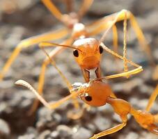 weaver ant insects photo