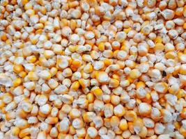 dried corn kernels for food photo