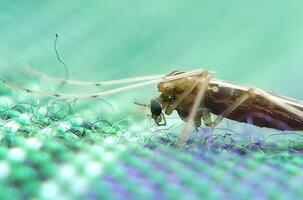 close up photo of mosquito