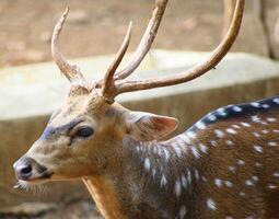 close up photo of deer