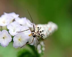 insect macro on flower petals photo