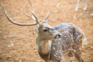close up photo of deer