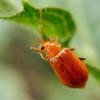 macro photo of beetle