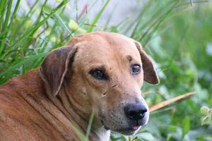 close up photo of dog