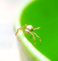 spider macro on the wall photo