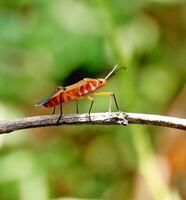 ladybug insect on plant stem photo