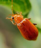 macro photo of beetle