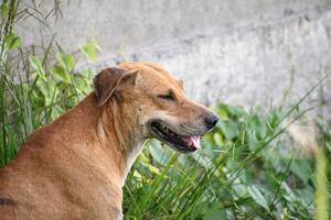 close up photo of dog