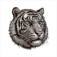 A tiger head in a drawing style vector