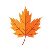 In autumn. Orange color maple leaf illustration on white background. vector