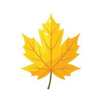 In early autumn yellow color maple leaf illustration on white background. vector