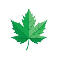 During spring and summer. Green color maple leaf illustration on white background. vector