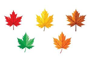 A set of autumn maple leaf different color illustration on white background vector