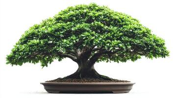 A beautifully shaped bonsai tree in a pot, showcasing intricate foliage and artistry. photo