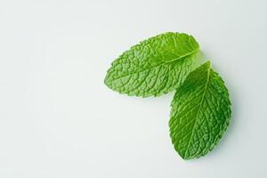 Two fresh green mint leaves on a light background. photo