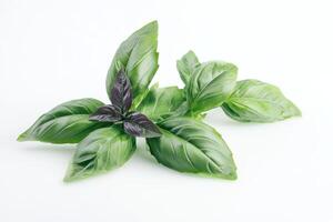 Fresh basil leaves arranged aesthetically on a white background. photo
