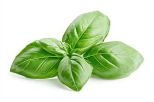 Fresh basil leaves arranged on a white background, showcasing their vibrant green color. photo