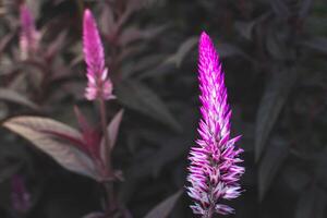 purple flower called celosia argentea with micro camera. herbal plant that comes from tropical areas and is known for its very bright and unique color. photo