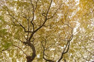 two trees with yellow leaves with large branching branches. towering trees growing in summer are visible from below. photo