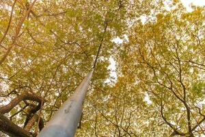street lighting accompanied by shady trees. a lamp that functions as lighting at night among the shady trees. photo