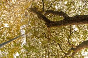 Low angle shot of lights under shady yellow trees. tall leafy trees towering with two beams of night lights. trees that grow in summer for cool shade under the sun. photo