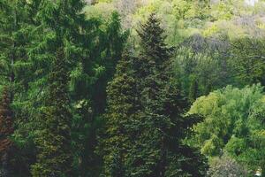 Fresh spring green flowering trees in forest on a warm day photo