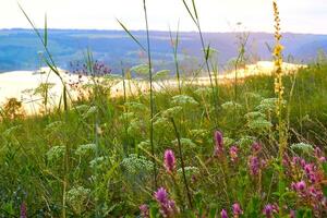 Wild flowers grass on an evening hill near the river at sunset photo