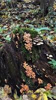 Autumn mushrooms growing on a tree trunk photo