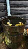Yellow autumn leaves float in a wooden barrel filled with water. Autumn still life photo