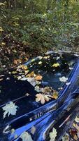 Autumn fallen leaves on the windshield of a car parked in the forest photo