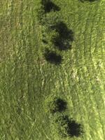 View of a meadow with green grass and trees. View from above. Poland photo