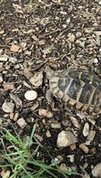 A land turtle and an egg lying next to it on the ground. photo